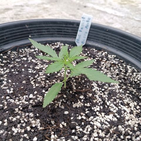 Blue Forest Berry Autoflowering growlog timeline photo