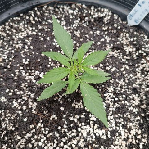 Blue Forest Berry Autoflowering growlog timeline photo