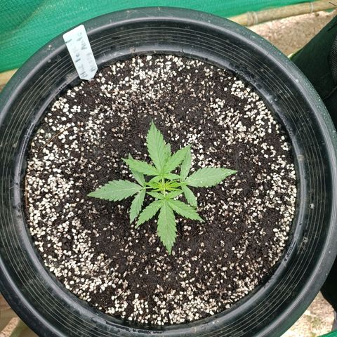 Blue Forest Berry Autoflowering growlog timeline photo