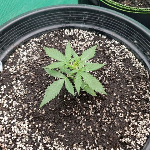Blue Forest Berry Autoflowering growlog timeline photo