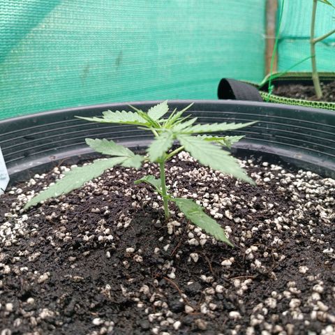 Blue Forest Berry Autoflowering growlog timeline photo