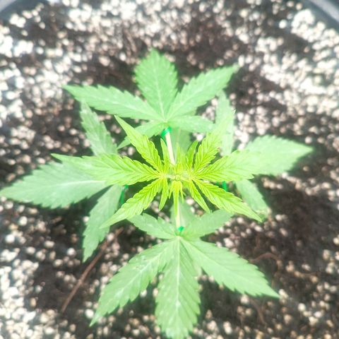 Blue Forest Berry Autoflowering growlog timeline photo