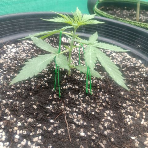 Blue Forest Berry Autoflowering growlog timeline photo
