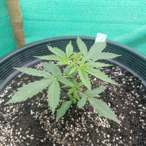 Blue Forest Berry Autoflowering growlog timeline photo