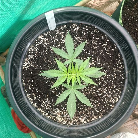 Blue Forest Berry Autoflowering growlog timeline photo