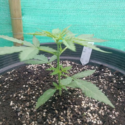 Blue Forest Berry Autoflowering growlog timeline photo