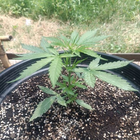 Blue Forest Berry Autoflowering growlog timeline photo