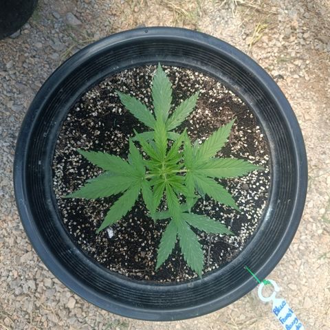 Blue Forest Berry Autoflowering growlog timeline photo