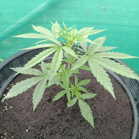 Blue Forest Berry Autoflowering growlog timeline photo