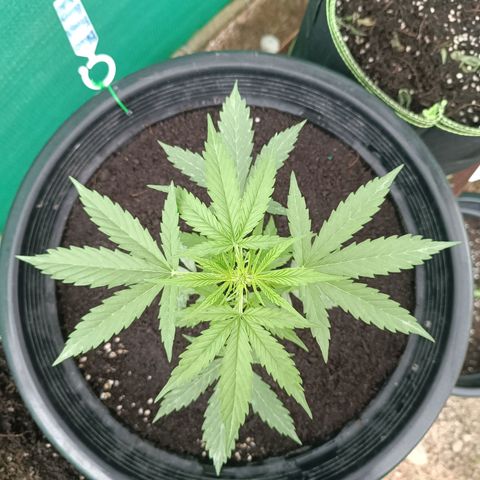 Blue Forest Berry Autoflowering growlog timeline photo