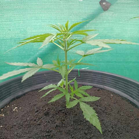 Blue Forest Berry Autoflowering growlog timeline photo