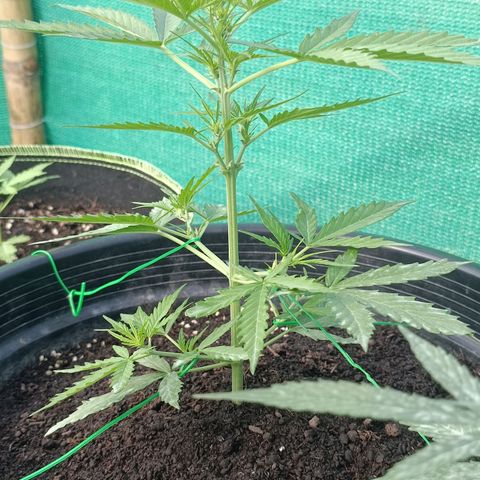 Blue Forest Berry Autoflowering growlog timeline photo