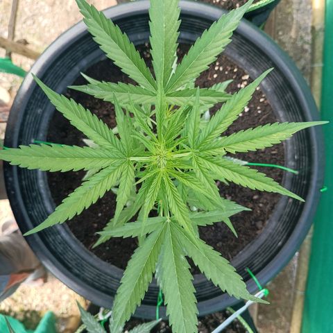 Blue Forest Berry Autoflowering growlog timeline photo