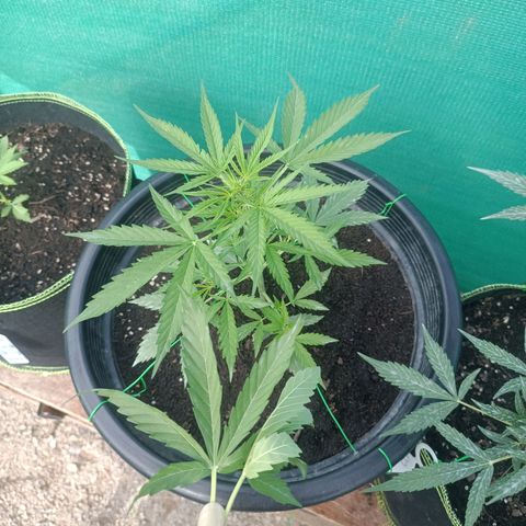Blue Forest Berry Autoflowering growlog timeline photo