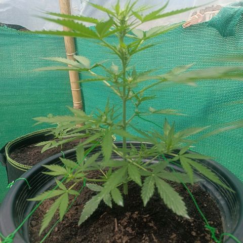 Blue Forest Berry Autoflowering growlog timeline photo