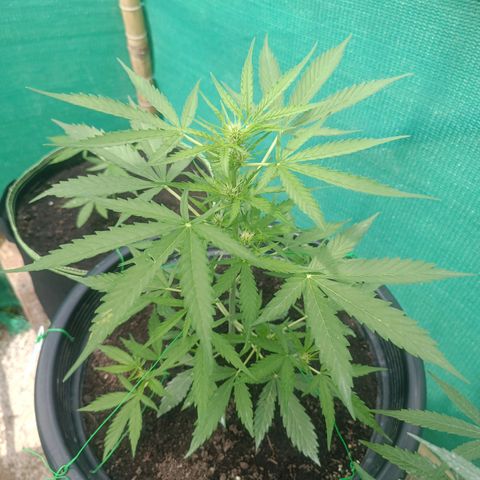 Blue Forest Berry Autoflowering growlog timeline photo