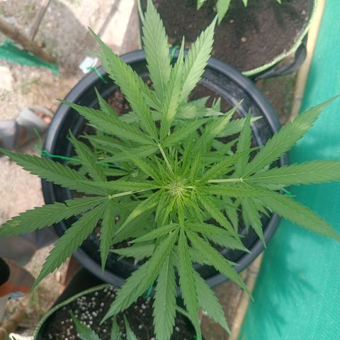 Blue Forest Berry Autoflowering growlog timeline photo