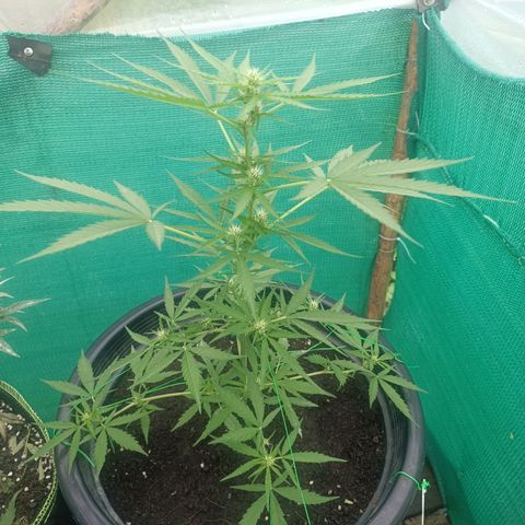 Blue Forest Berry Autoflowering growlog timeline photo