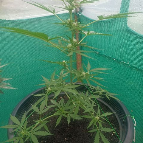 Blue Forest Berry Autoflowering growlog timeline photo
