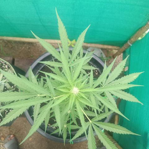 Blue Forest Berry Autoflowering growlog timeline photo