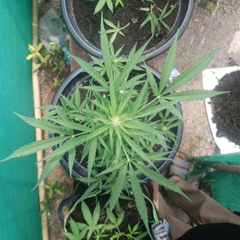 Blue Forest Berry Autoflowering growlog timeline photo