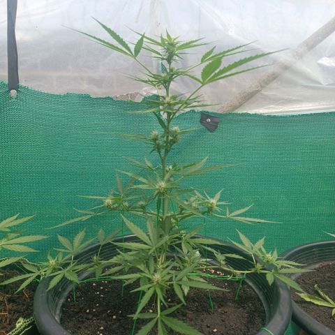 Blue Forest Berry Autoflowering growlog timeline photo