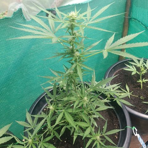 Blue Forest Berry Autoflowering growlog timeline photo