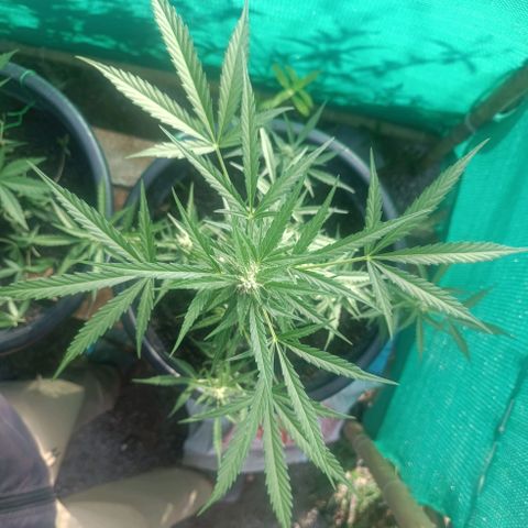 Blue Forest Berry Autoflowering growlog timeline photo