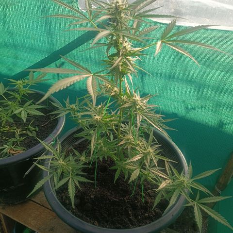 Blue Forest Berry Autoflowering growlog timeline photo
