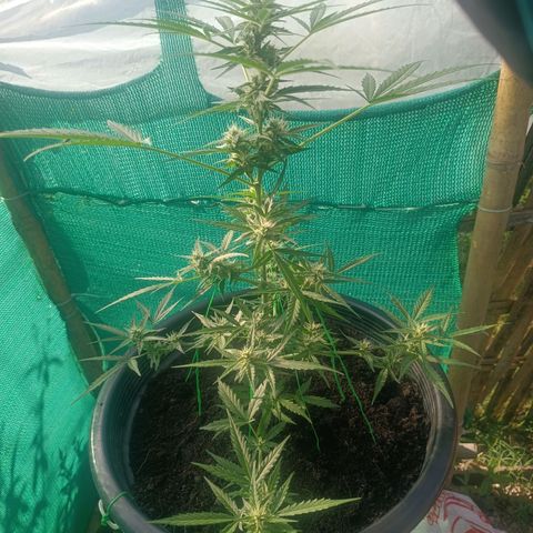 Blue Forest Berry Autoflowering growlog timeline photo
