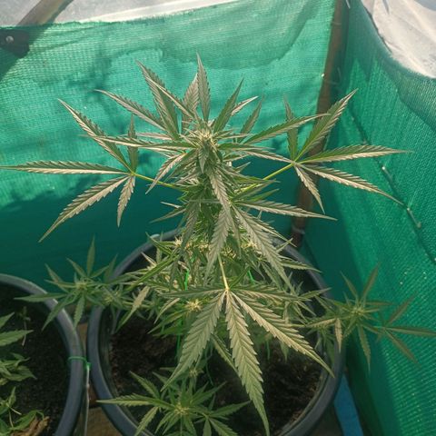 Blue Forest Berry Autoflowering growlog timeline photo