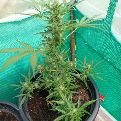 Blue Forest Berry Autoflowering growlog timeline photo