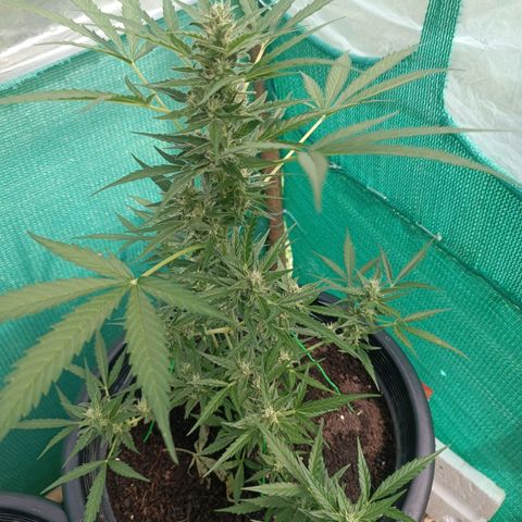 Blue Forest Berry Autoflowering growlog timeline photo