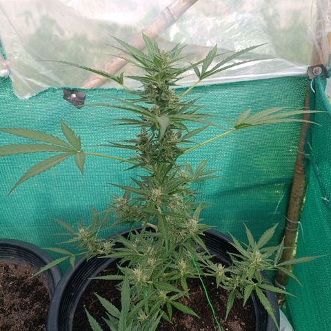 Blue Forest Berry Autoflowering growlog timeline photo