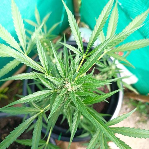 Blue Forest Berry Autoflowering growlog timeline photo
