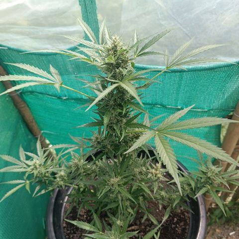 Blue Forest Berry Autoflowering growlog timeline photo