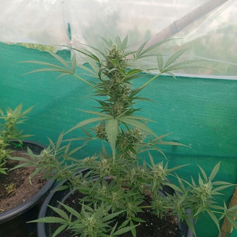 Blue Forest Berry Autoflowering growlog timeline photo