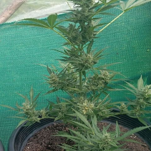 Blue Forest Berry Autoflowering growlog timeline photo