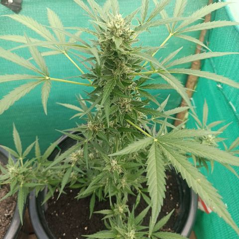 Blue Forest Berry Autoflowering growlog timeline photo