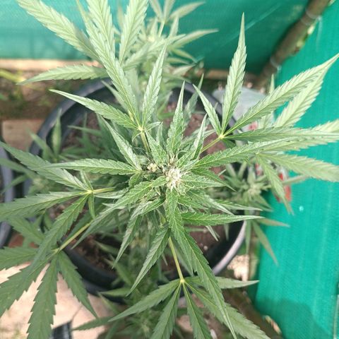 Blue Forest Berry Autoflowering growlog timeline photo