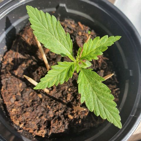 Big Auto Tao growlog timeline photo