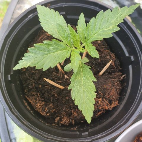 Big Auto Tao growlog timeline photo