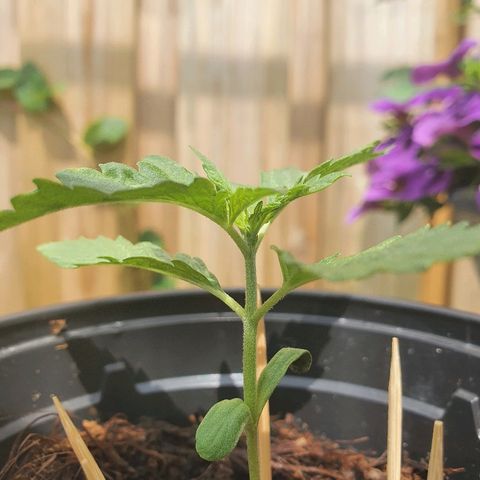 Big Auto Tao growlog timeline photo