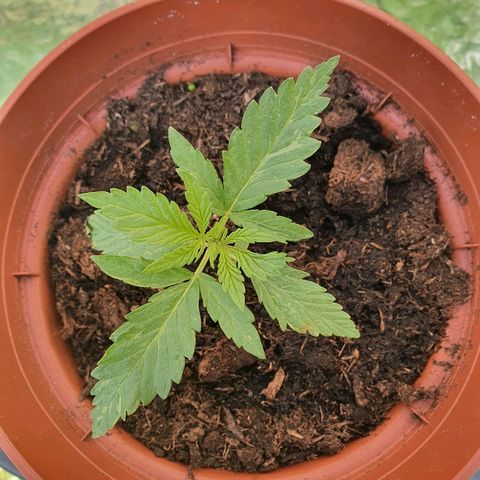 Big Auto Tao growlog timeline photo