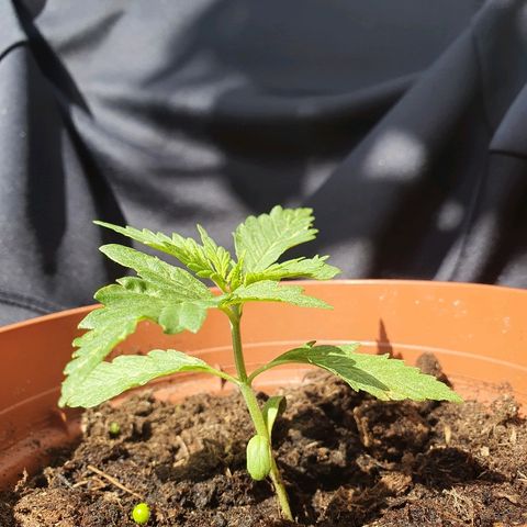 Big Auto Tao growlog timeline photo