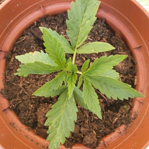 Big Auto Tao growlog timeline photo