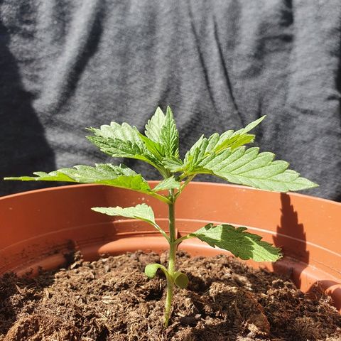 Big Auto Tao growlog timeline photo