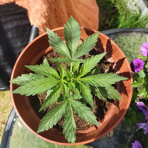 Big Auto Tao growlog timeline photo