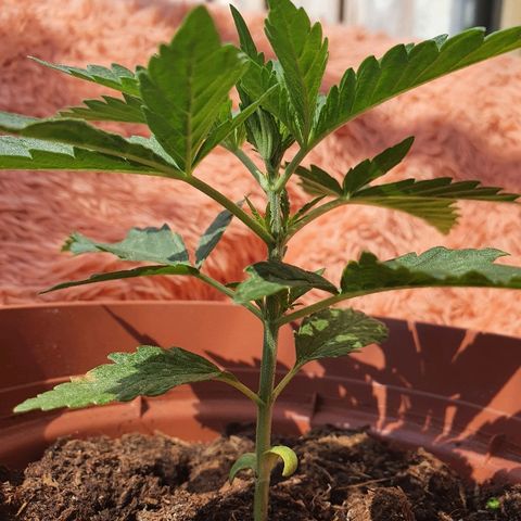 Big Auto Tao growlog timeline photo