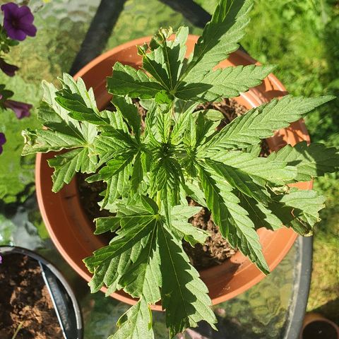 Big Auto Tao growlog timeline photo